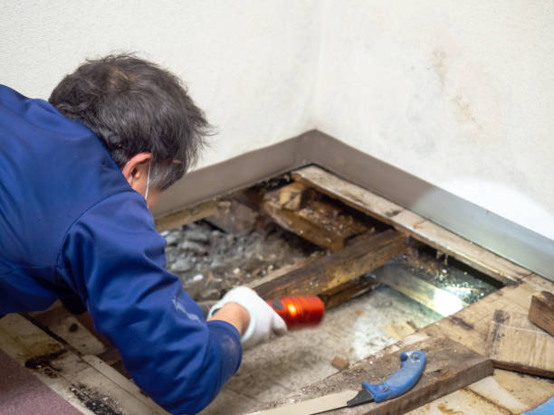 Best Residential Mold Removal  in Marlboro Village, MD