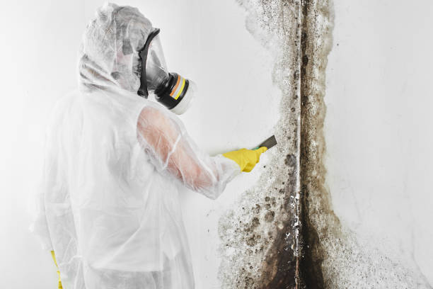 Mold Testing and Removal in Marlboro Village, MD