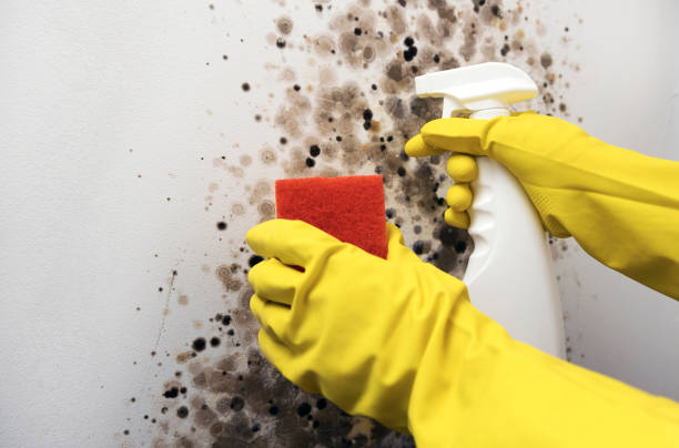 Best Black Mold Removal  in Marlboro Village, MD