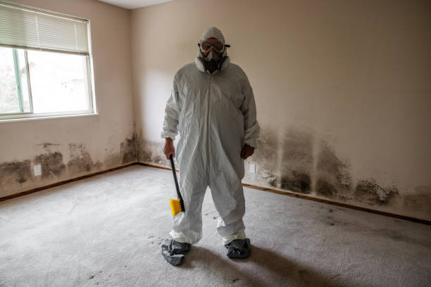 Best Attic Mold Removal  in Marlboro Village, MD