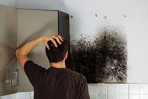 Best Emergency Mold Removal  in Marlboro Village, MD