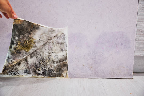 Best Toxic Mold Removal  in Marlboro Village, MD